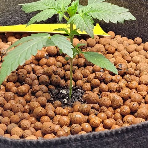 Froot by the foot growlog timeline photo