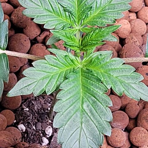 Froot by the foot growlog timeline photo