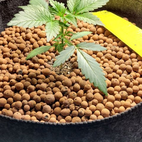 Froot by the foot growlog timeline photo
