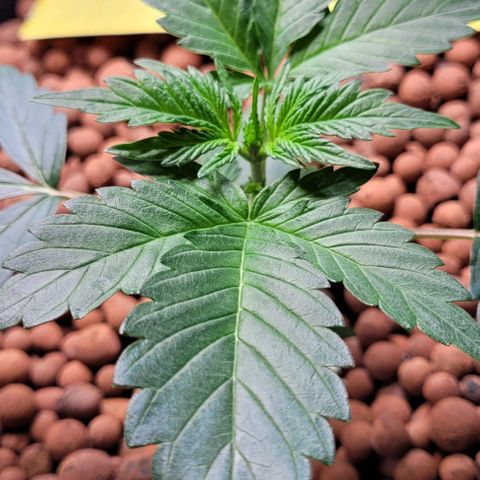 Froot by the foot growlog timeline photo