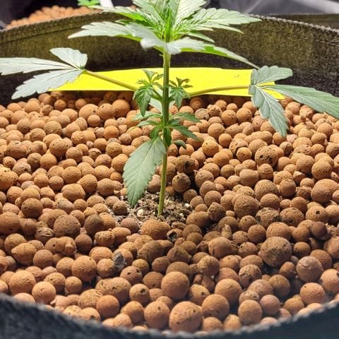 Froot by the foot growlog timeline photo