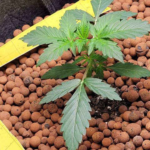 Froot by the foot growlog timeline photo