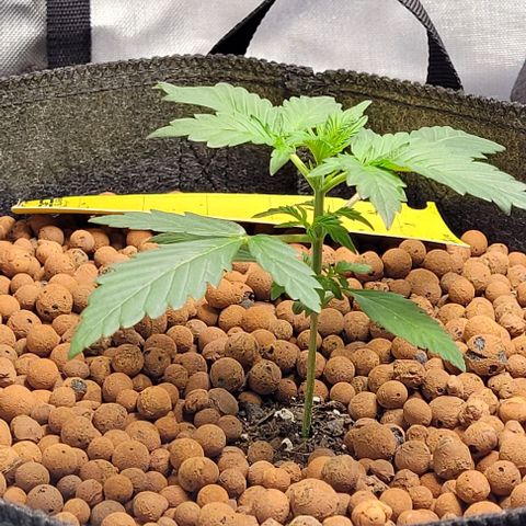 Froot by the foot growlog timeline photo