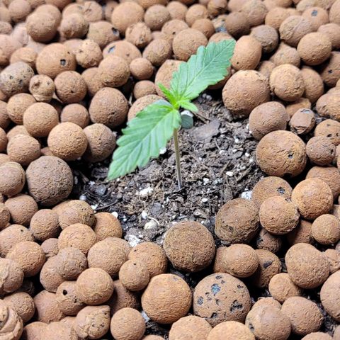 Zkittlez growlog timeline photo