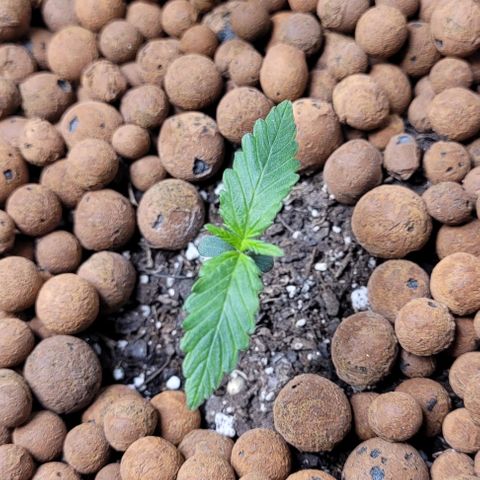 Zkittlez growlog timeline photo