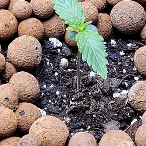 Zkittlez growlog timeline photo