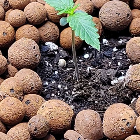 Zkittlez growlog timeline photo