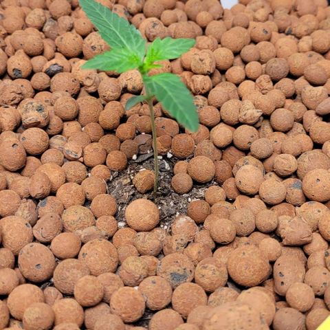 Gummibears growlog timeline photo
