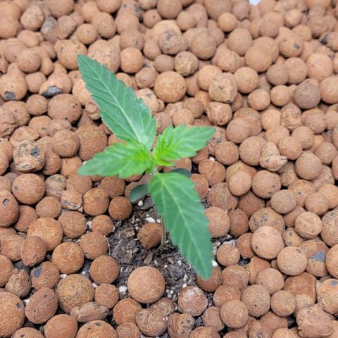 Gummibears growlog timeline photo