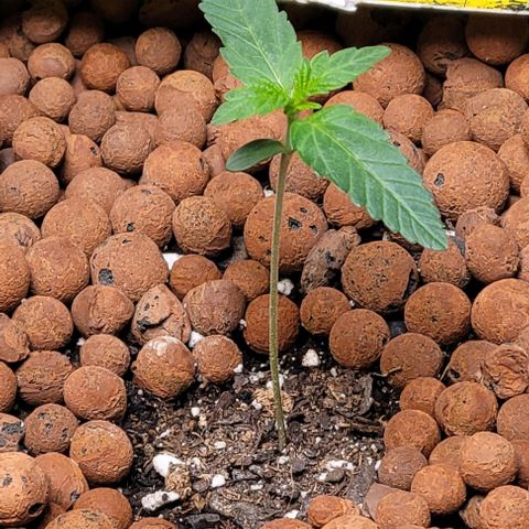 Gummibears growlog timeline photo