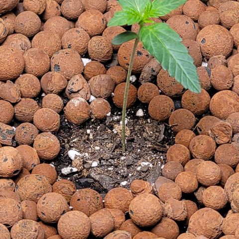 Gummibears growlog timeline photo