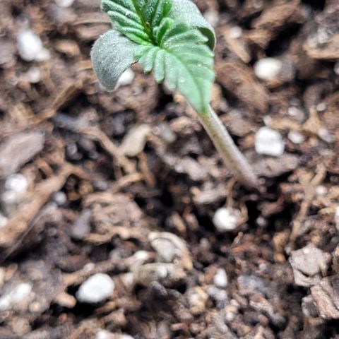 Dubble Cookies 🍪 growlog timeline photo