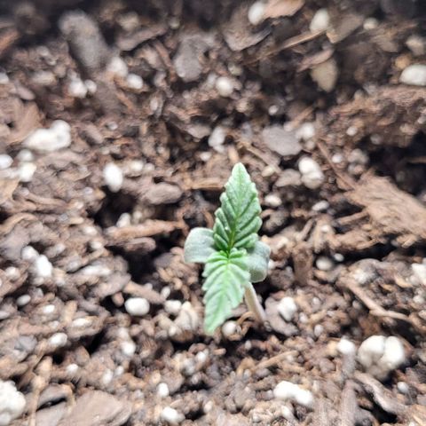 Dubble Cookies 🍪 growlog timeline photo