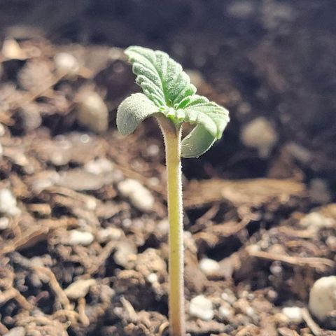 Dubble Cookies 🍪 growlog timeline photo