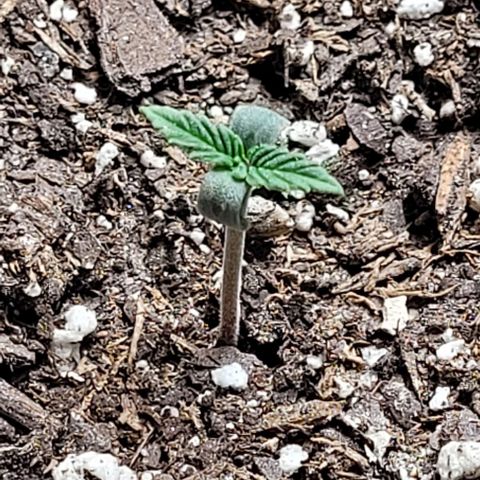 Dubble Cookies 🍪 growlog timeline photo