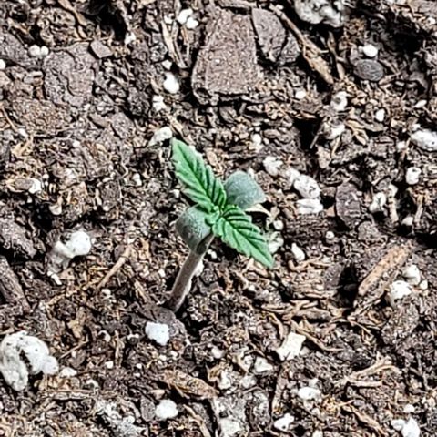 Dubble Cookies 🍪 growlog timeline photo