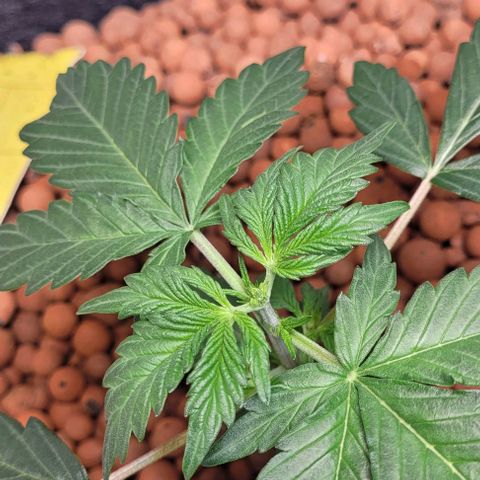 Froot by the foot growlog timeline photo