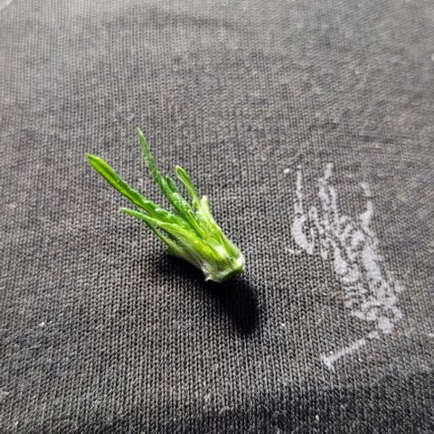 Froot by the foot growlog timeline photo