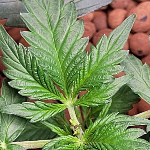 Froot by the foot growlog photo: She's doing good from the topping 