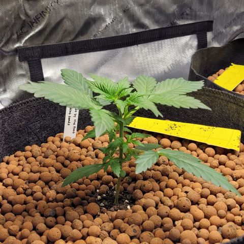 Froot by the foot growlog photo: She's doing good from the topping 