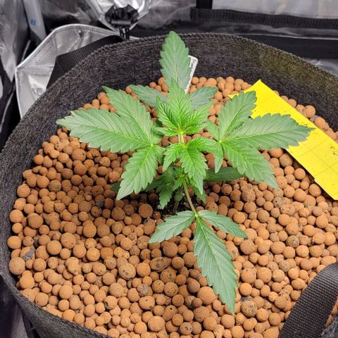 Froot by the foot growlog photo: She's doing good from the topping 