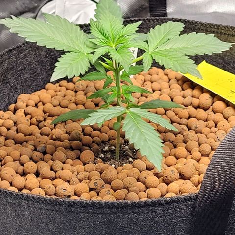 Froot by the foot growlog photo: She's doing good from the topping 