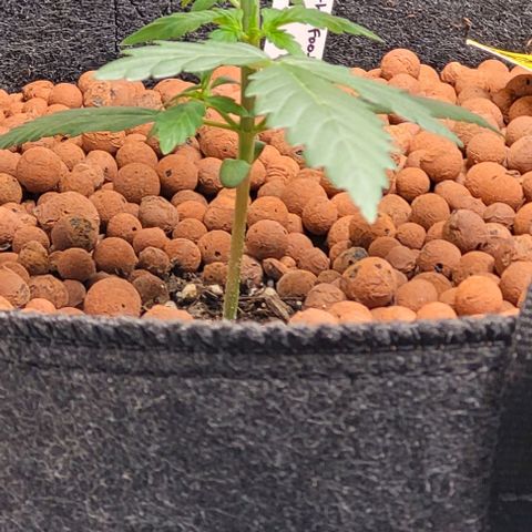 Froot by the foot growlog photo: She's doing good from the topping 