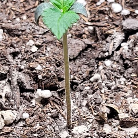 Dubble Cookies 🍪 growlog timeline photo
