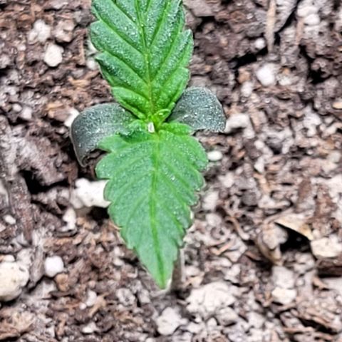 Dubble Cookies 🍪 growlog timeline photo