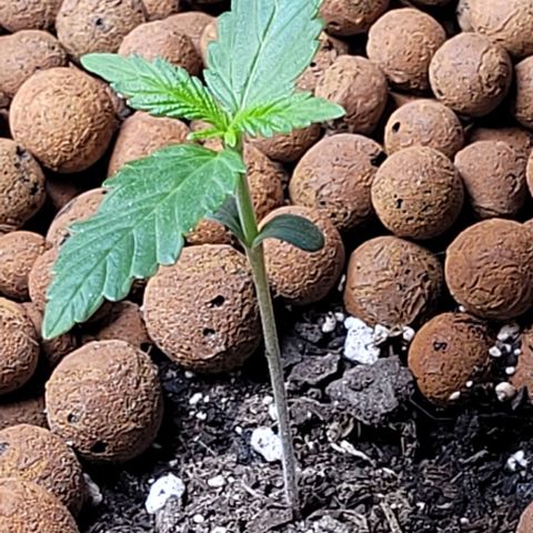 Zkittlez growlog timeline photo