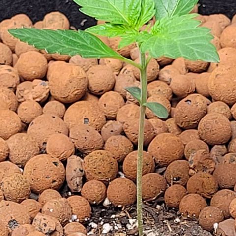 Gummibears growlog timeline photo