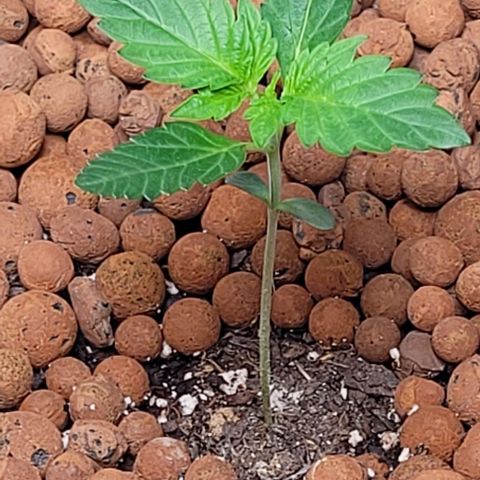Gummibears growlog timeline photo
