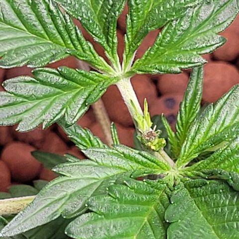 Froot by the foot growlog timeline photo