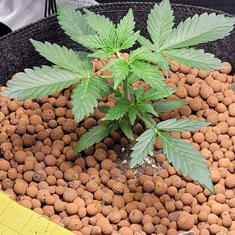 Froot by the foot growlog timeline photo