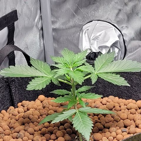 Froot by the foot growlog timeline photo