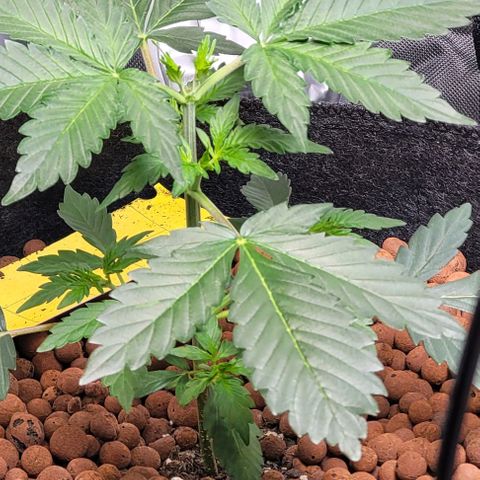 Froot by the foot growlog timeline photo