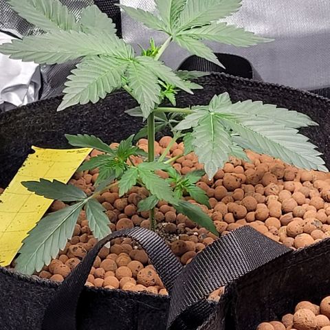 Froot by the foot growlog timeline photo