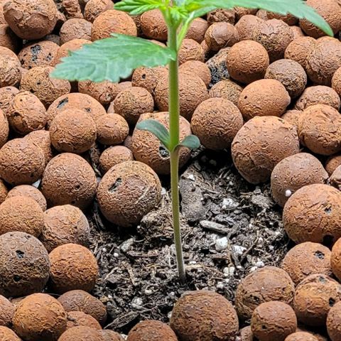 Zkittlez growlog timeline photo