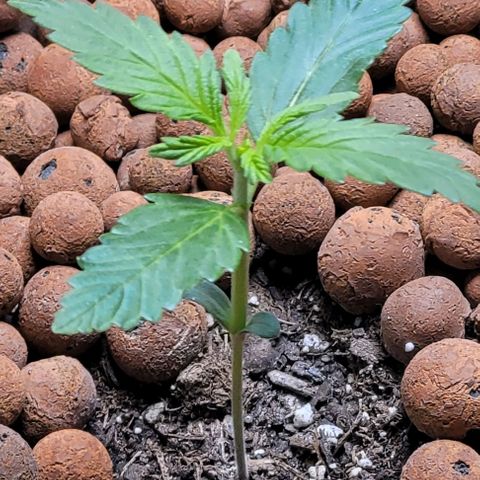 Zkittlez growlog timeline photo