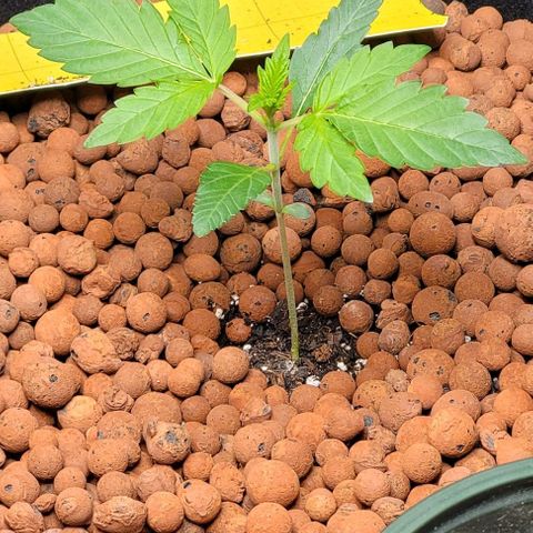 Gummibears growlog timeline photo