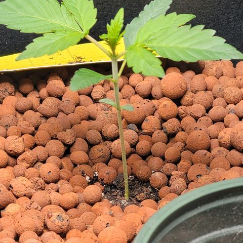 Gummibears growlog timeline photo