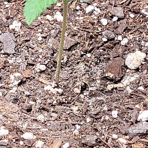 Dubble Cookies 🍪 growlog timeline photo