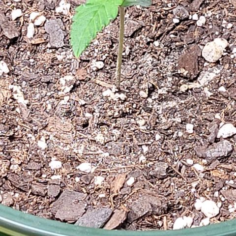 Dubble Cookies 🍪 growlog timeline photo