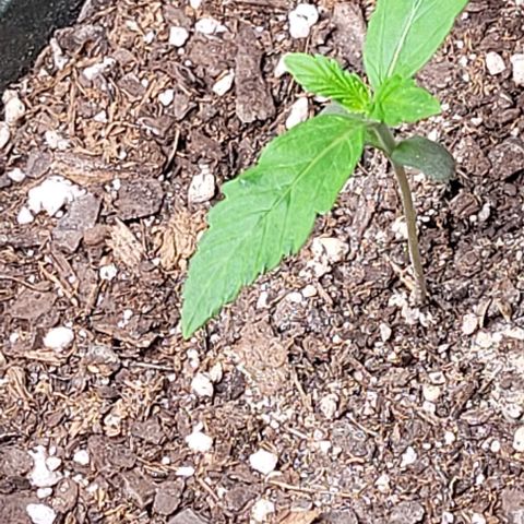 Dubble Cookies 🍪 growlog timeline photo