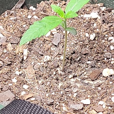 Dubble Cookies 🍪 growlog timeline photo
