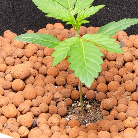 Gummibears growlog timeline photo