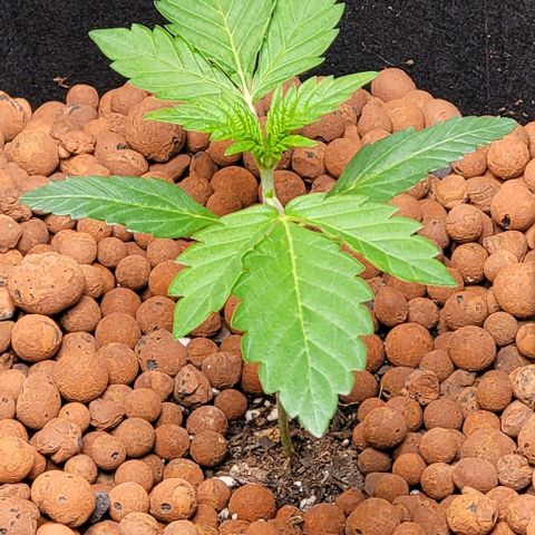 Gummibears growlog timeline photo