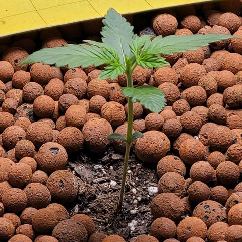 Zkittlez growlog timeline photo