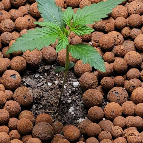 Zkittlez growlog timeline photo