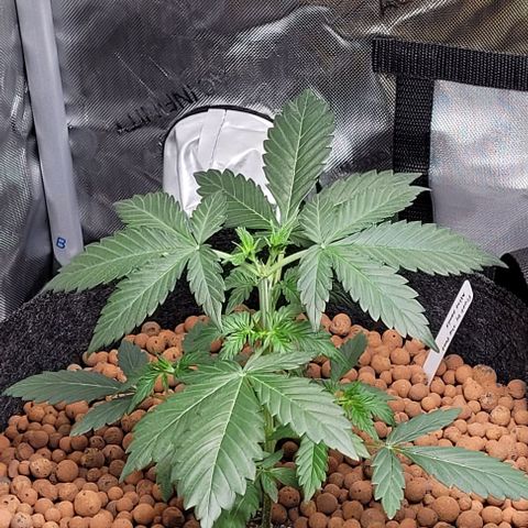 Froot by the foot growlog timeline photo